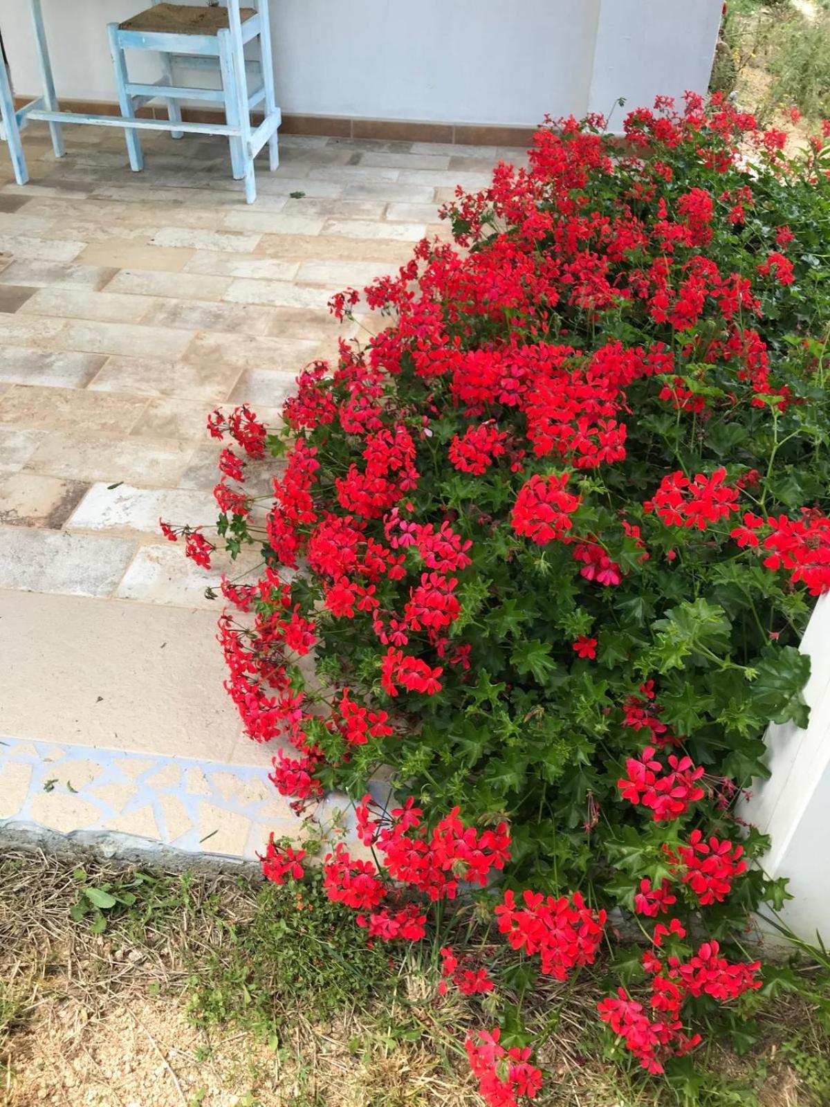 La Fragola In Campagna 6 K M Da San Pantaleo 호텔 외부 사진